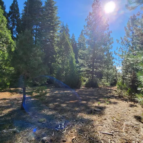 a view of a yard with a tree