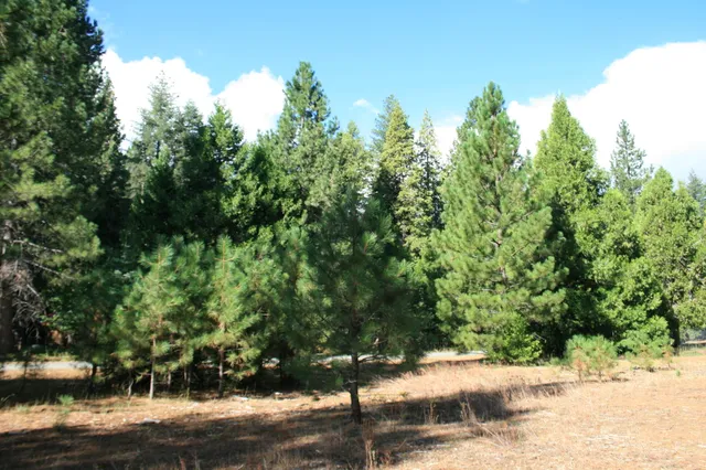 a view of a street with a tree