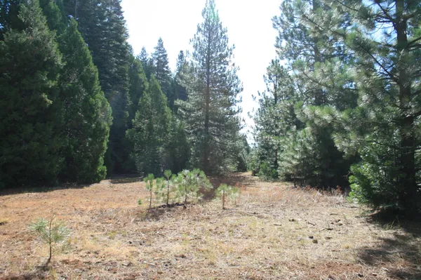 a view of a yard with a tree