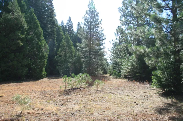 a view of a yard with a tree