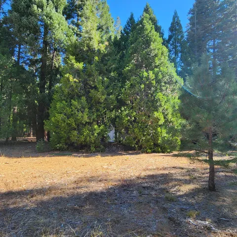 a view of a yard with a tree