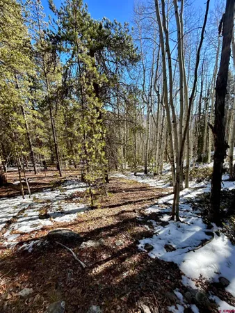 a view of a forest with lots of trees
