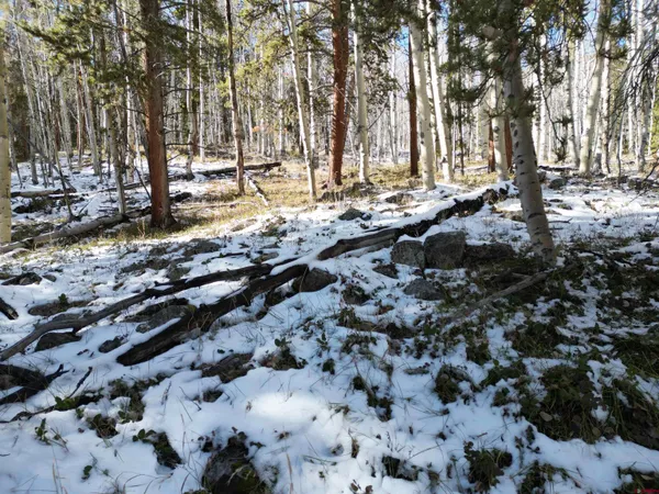 a view of a yard with trees