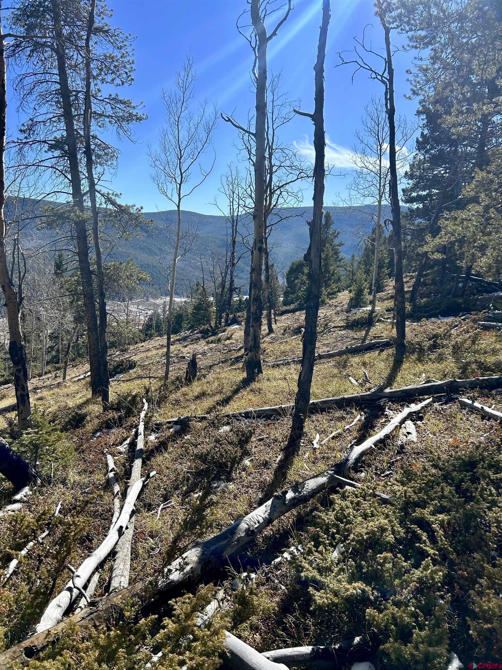 395 Soul's Ease Road Pitkin, CO 81241 - Photo 6 of 19 a view of a forest with a tree