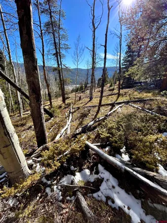 a view of a snow on a tree