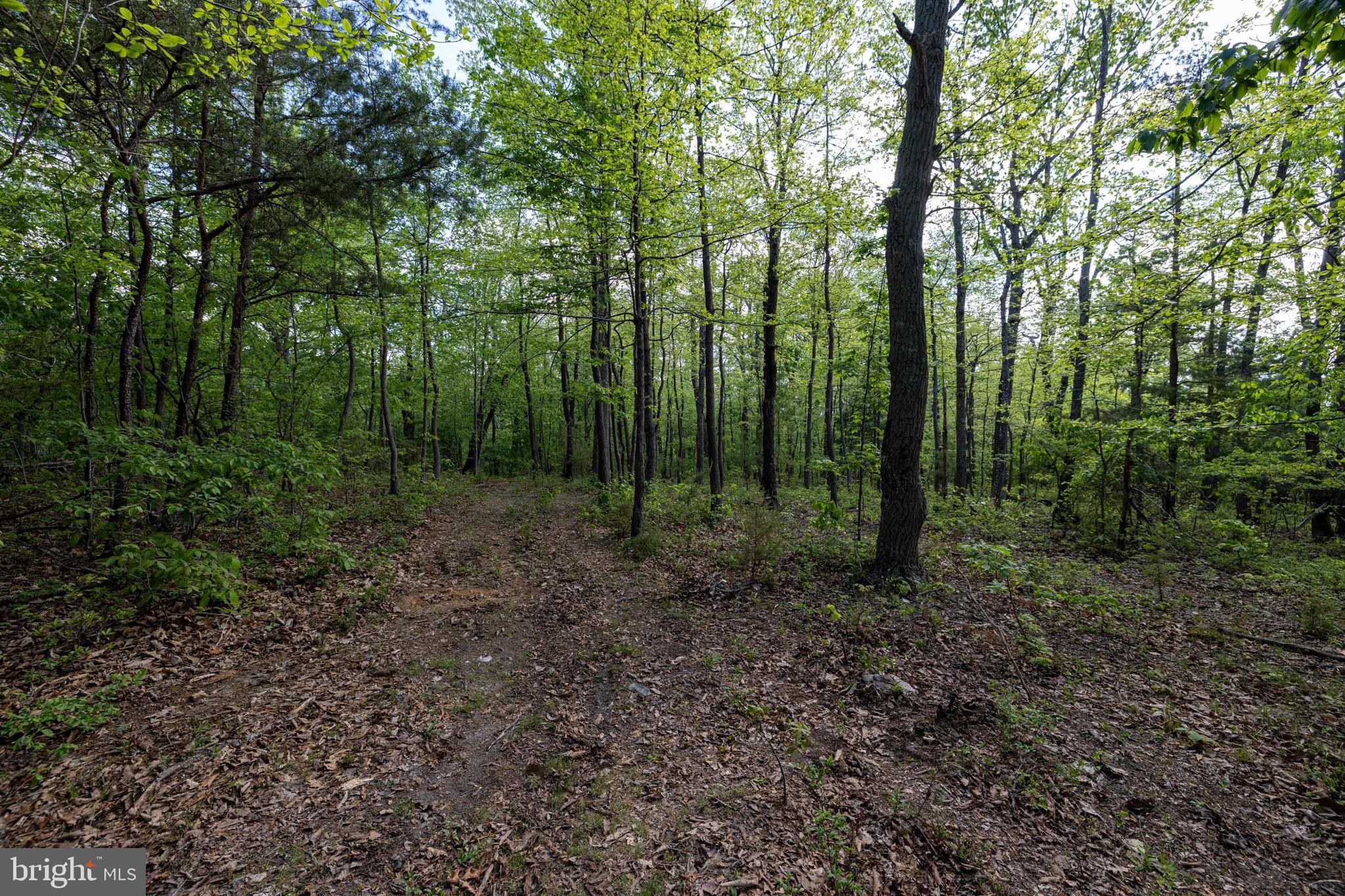 H49 Cross Creek Road Luray, VA 22835 - Photo 36 of 46 a view of a forest with trees in the background