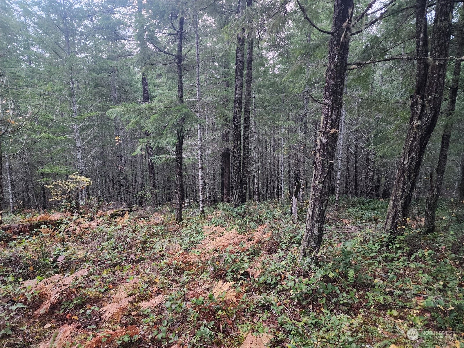 110 Ridge Lane Packwood, WA 98361 - Photo 3 of 5 a backyard of a house