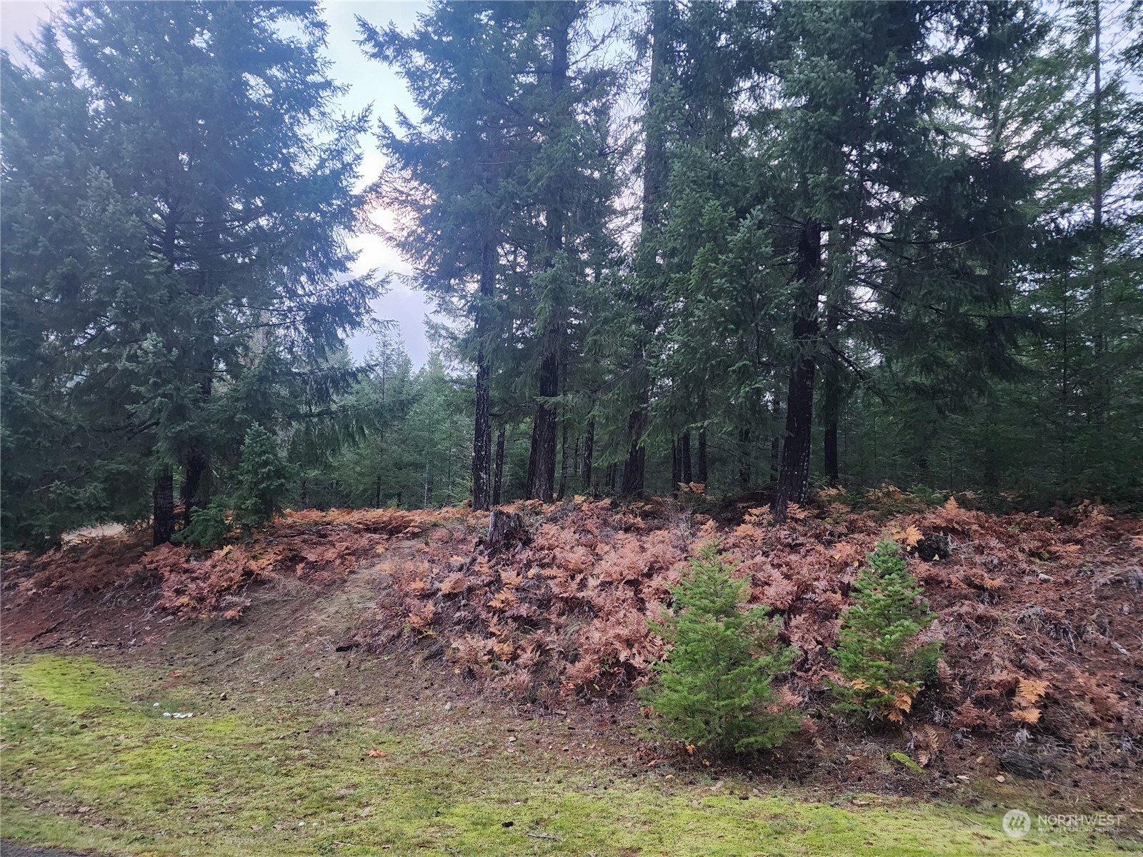 110 Ridge Lane Packwood, WA 98361 - Photo 4 of 5 a wooden floor covered with trees