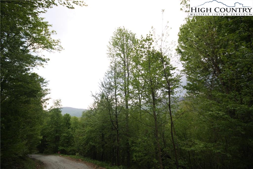 Harris Drive Boone, NC 28607 - Photo 13 of 25 a view of a forest with trees in the background