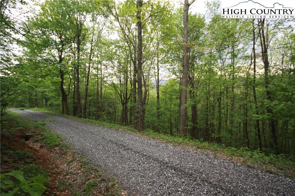 Harris Drive Boone, NC 28607 - Photo 3 of 25 a view of a forest with trees in the background