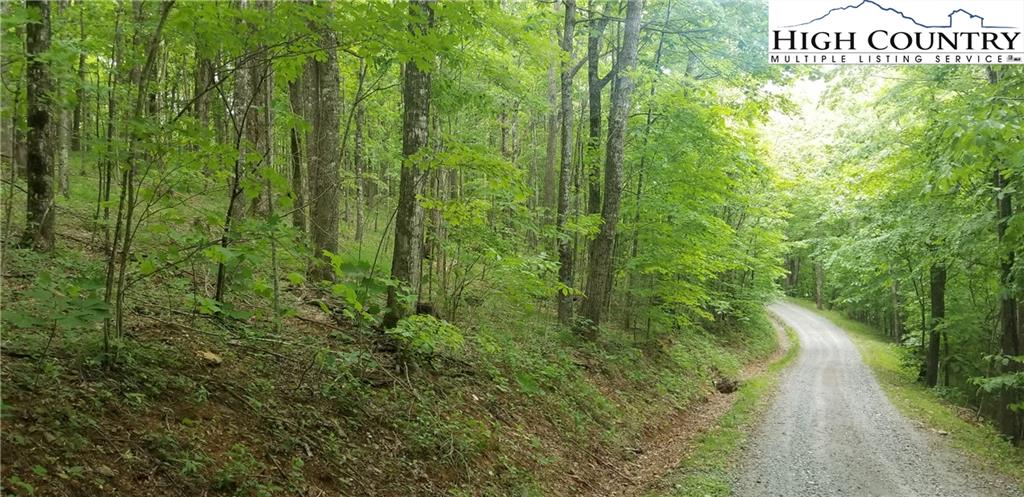 Harris Drive Boone, NC 28607 - Photo 6 of 25 a view of a lush green forest with lots of trees