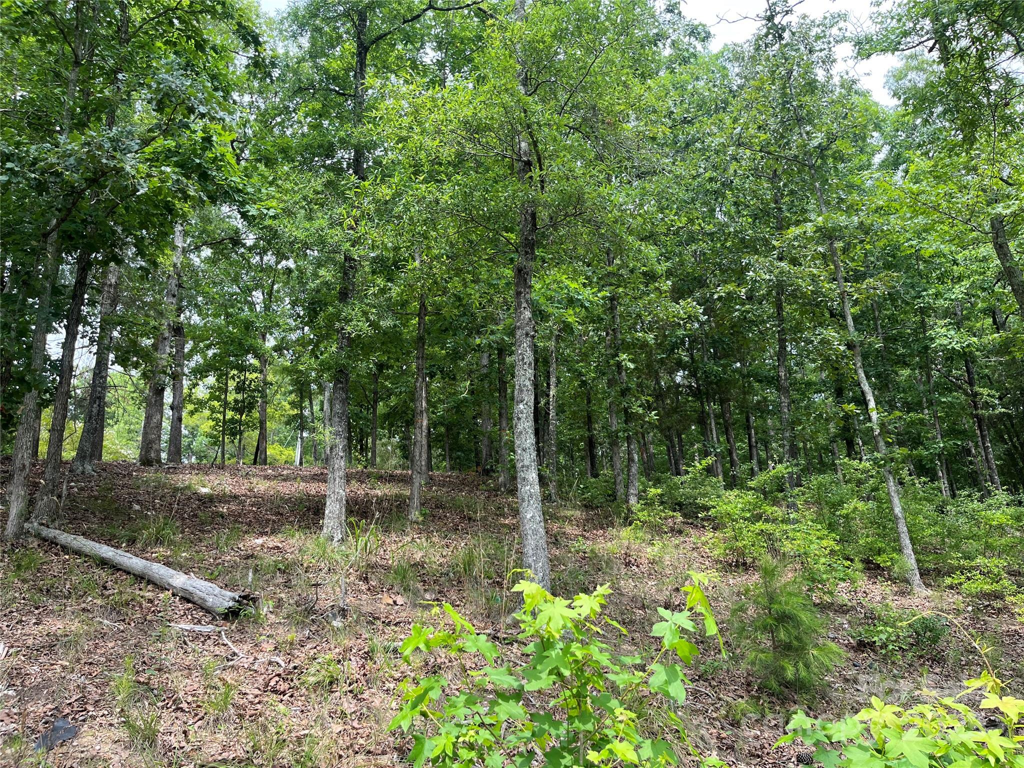 1249 Screech Owl Road Camden, SC 29020 - Photo 7 of 8 Gallery Image 7