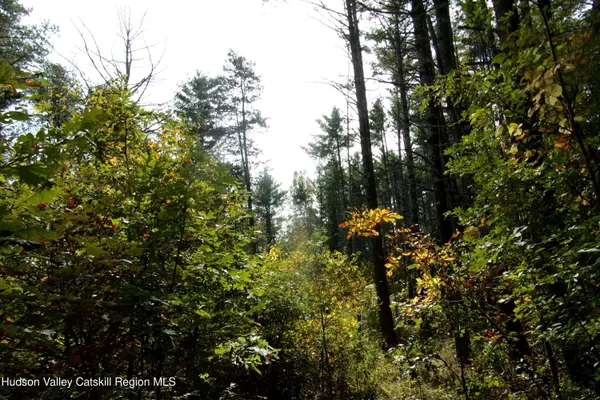 a view of a tree in a forest