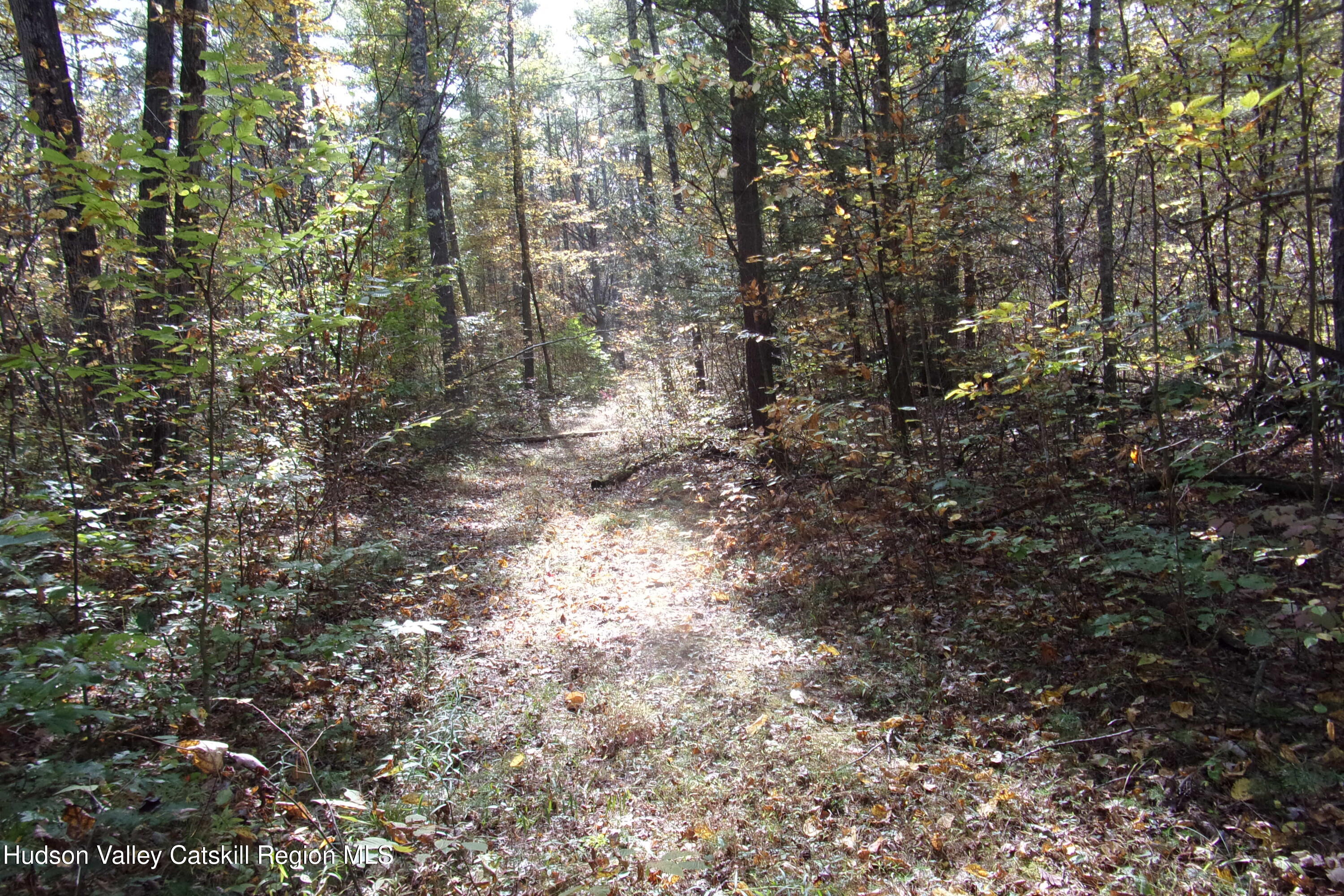 128 Klingermann Drive Cairo, NY 12413 - Photo 5 of 11 a view of a forest with lots of trees