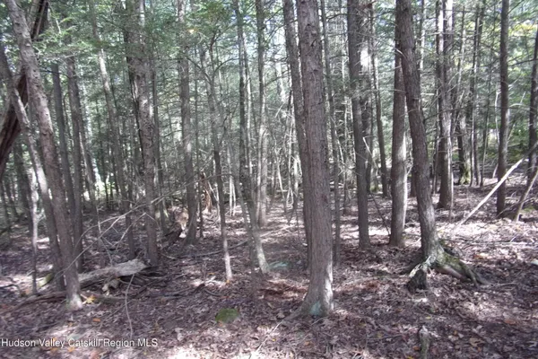 a yard with lots of trees