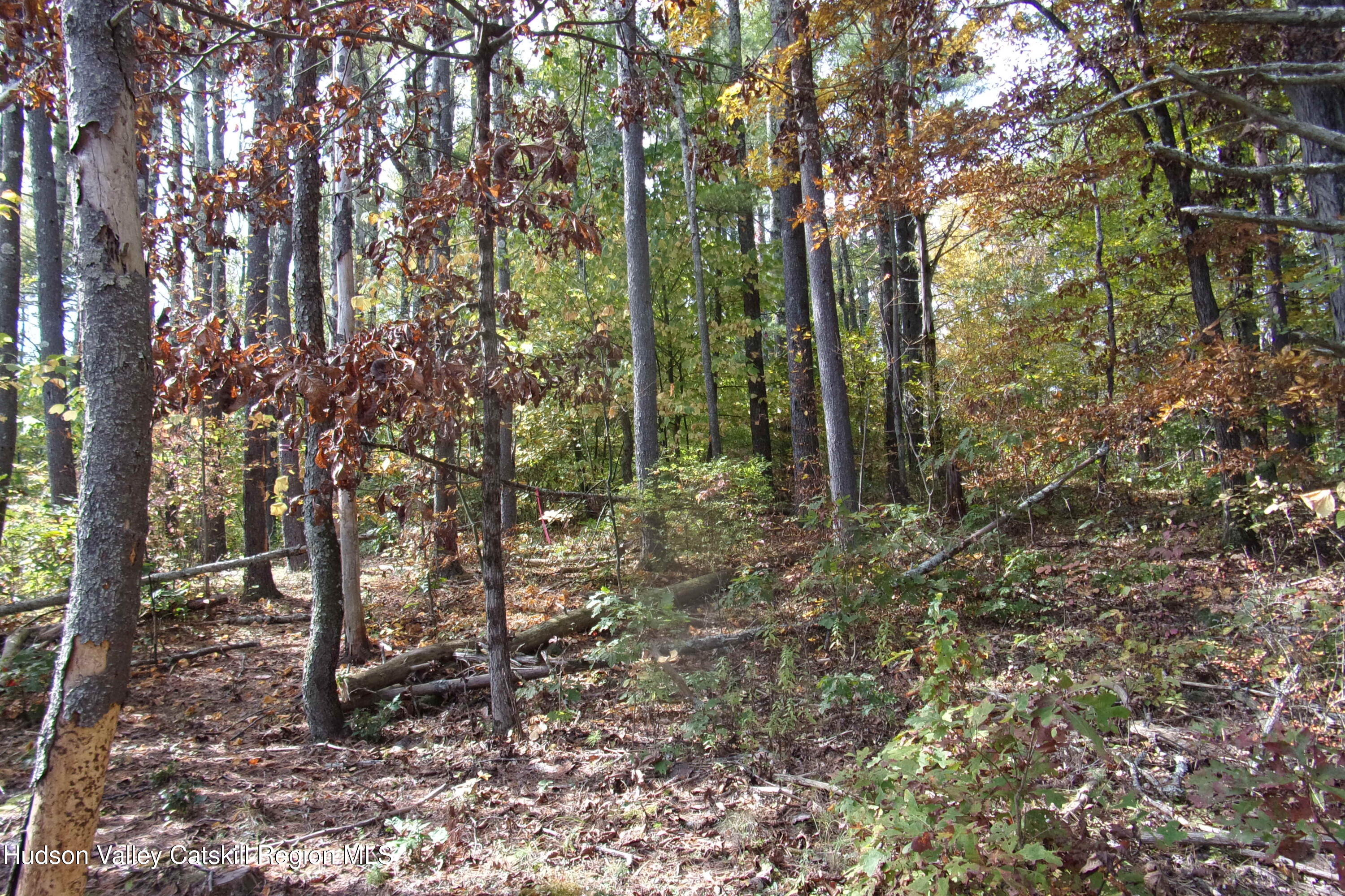128 Klingermann Drive Cairo, NY 12413 - Photo 10 of 11 a view of forest