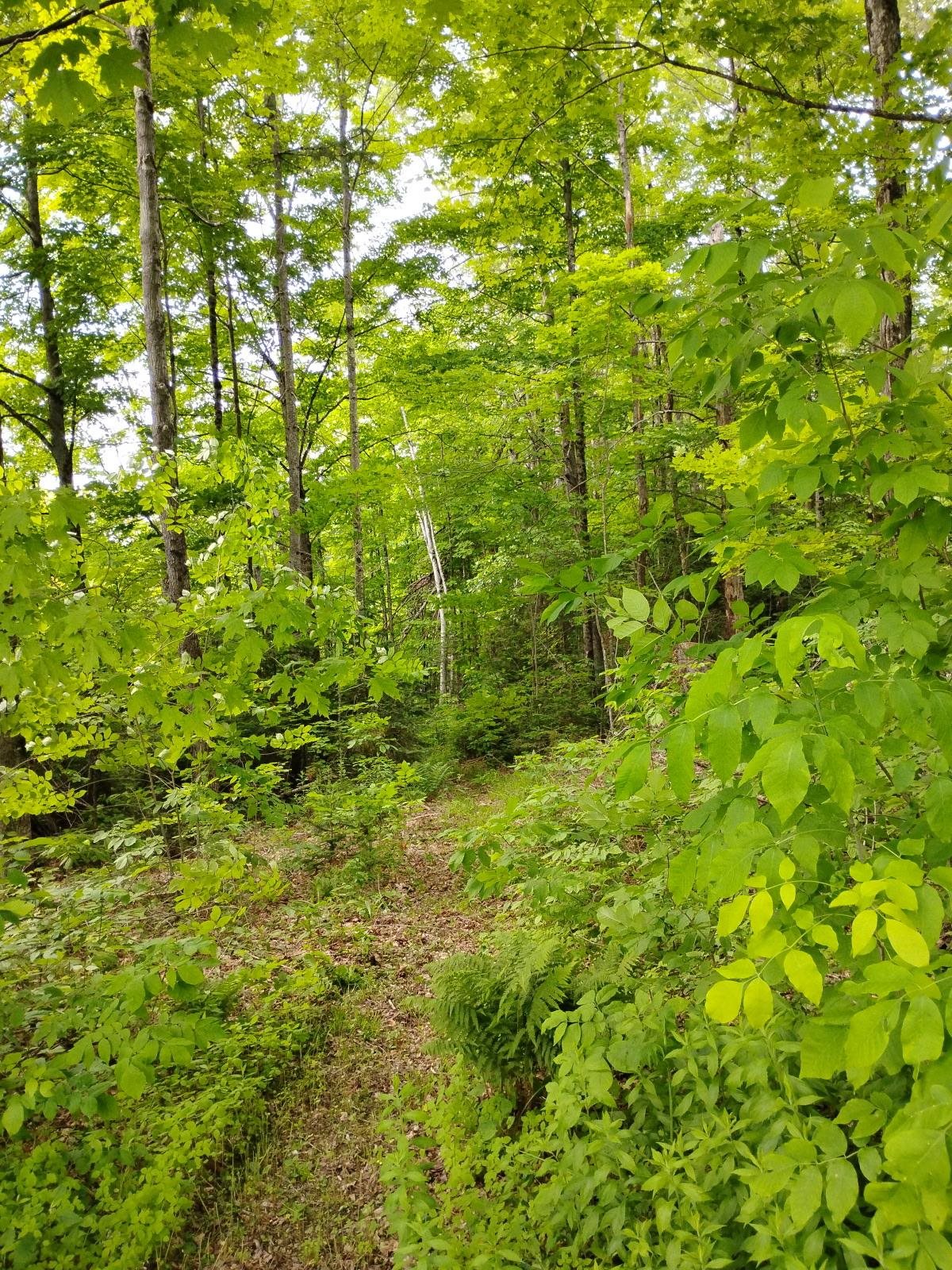 558 Lost Nation Road Groveton, NH 03582 - Photo 23 of 30 Gallery Image 23