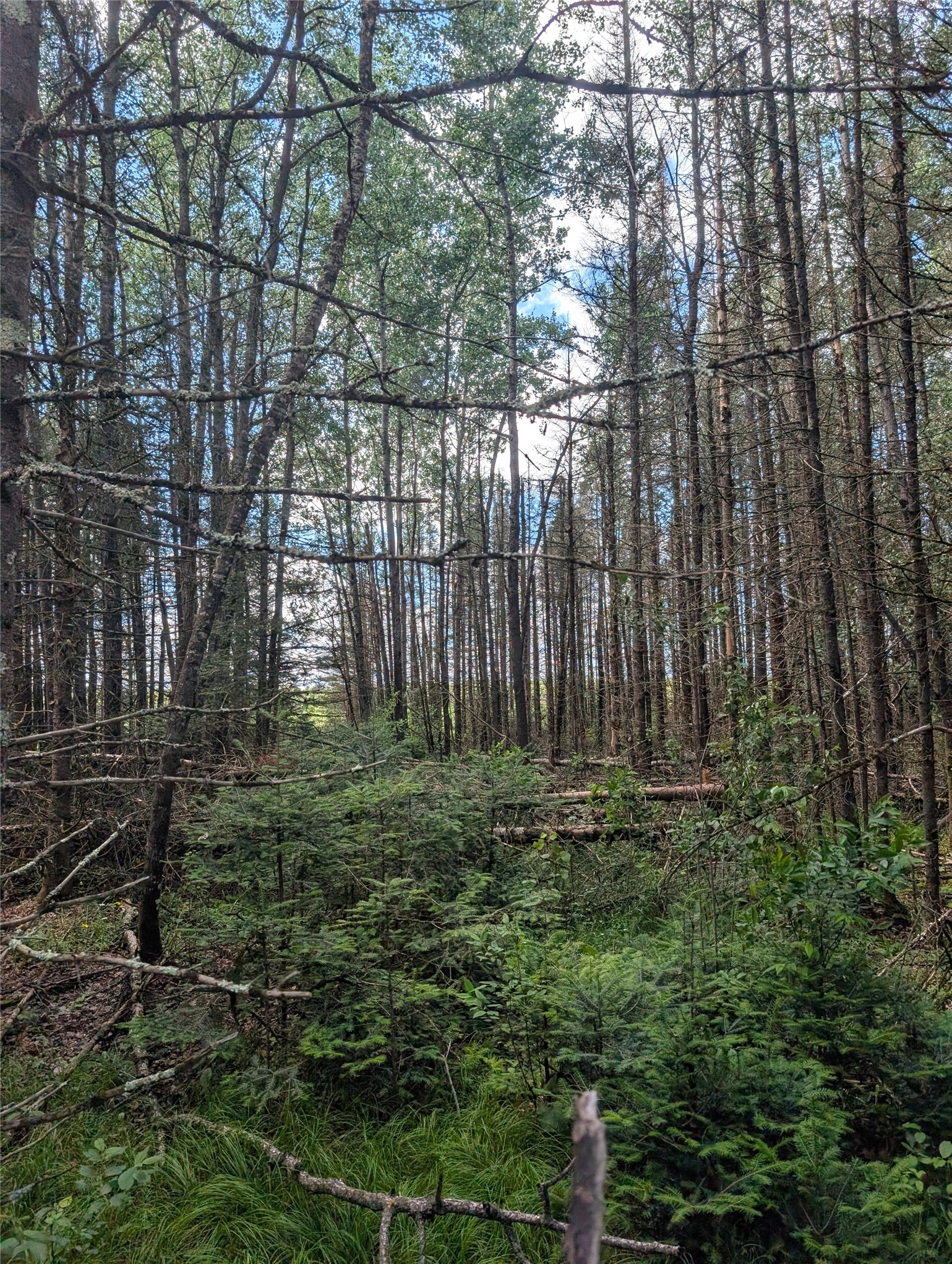 Lot 4 Main Road Minong, WI 54859 - Photo 15 of 19