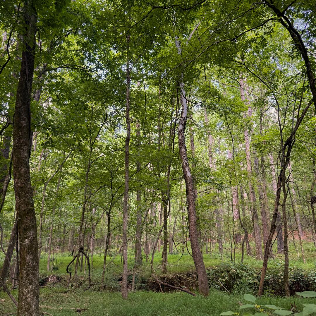 1147 Broom Road Como, MS 38619 - Photo 12 of 23 Gallery Image 12