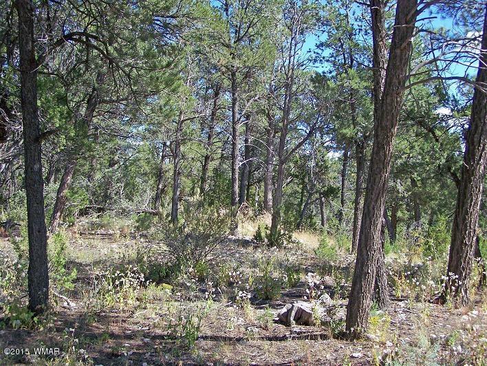 3117 Ranch Road Overgaard, AZ 85933 - Photo 4 of 11