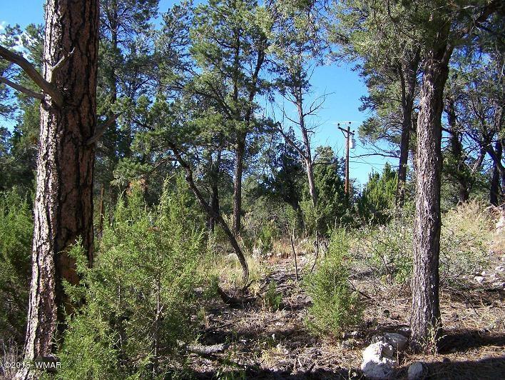 3117 Ranch Road Overgaard, AZ 85933 - Photo 8 of 11
