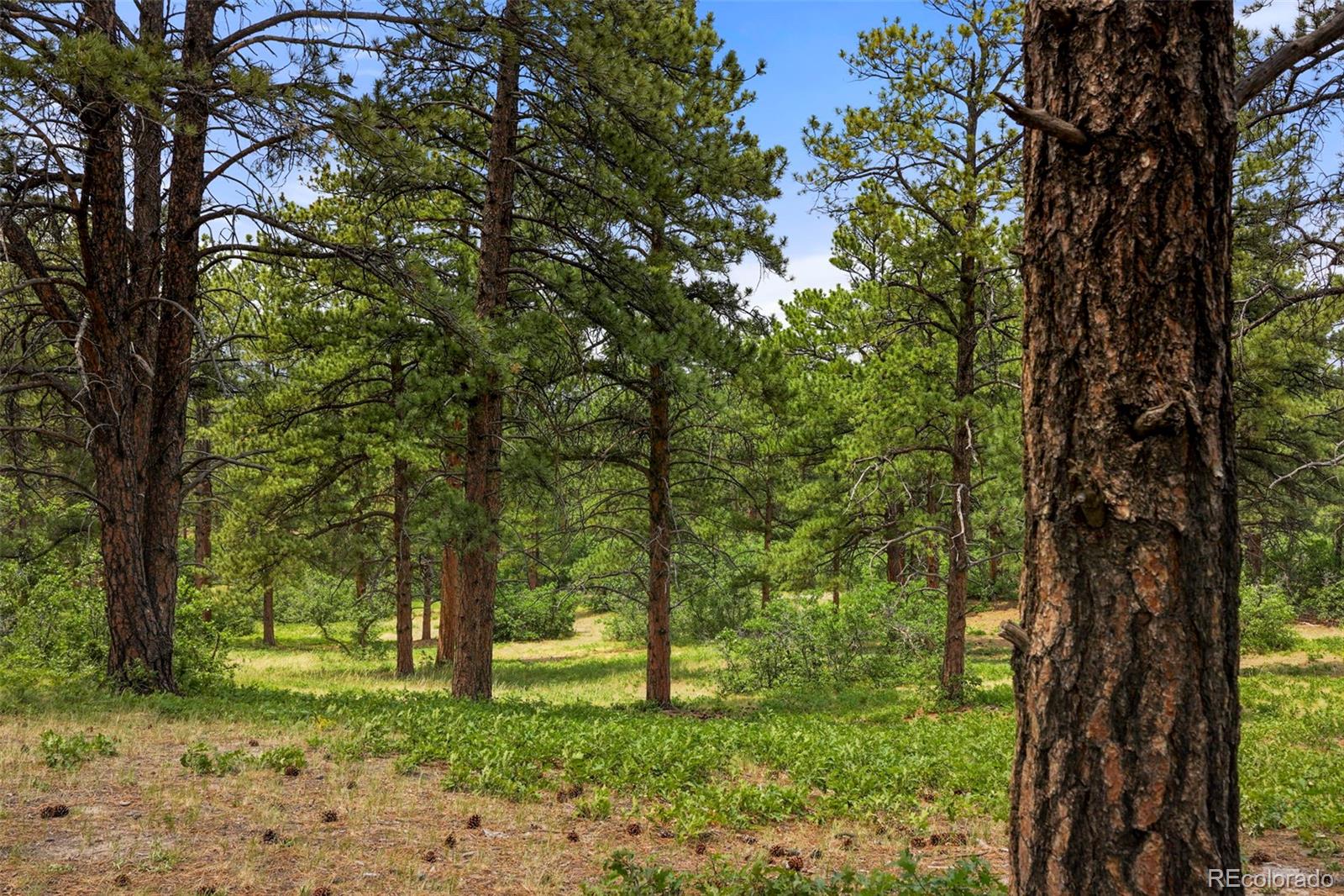 9610 South Perry Park Road Larkspur, CO 80118 - Photo 43 of 50