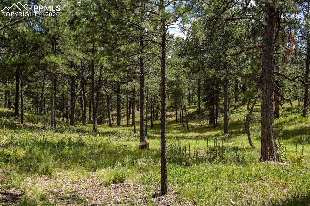 325 Pine Oaks Road Colorado Springs, CO 80926 - Photo 11 of 16 a backyard of a house with lots of green space
