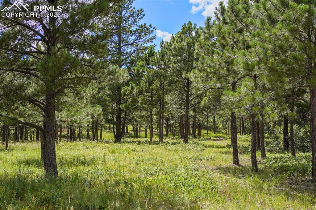 325 Pine Oaks Road Colorado Springs, CO 80926 - Photo 13 of 16 a large yard with lots of green space and trees in the background