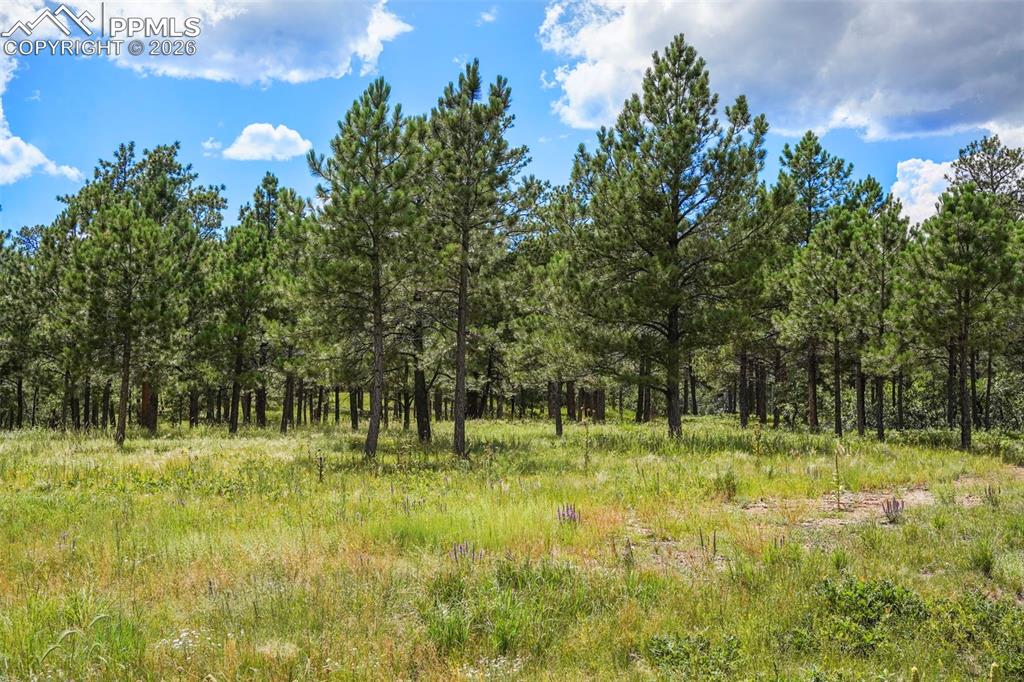 325 Pine Oaks Road Colorado Springs, CO 80926 - Photo 3 of 16 a view of outdoor space with green field and trees all around