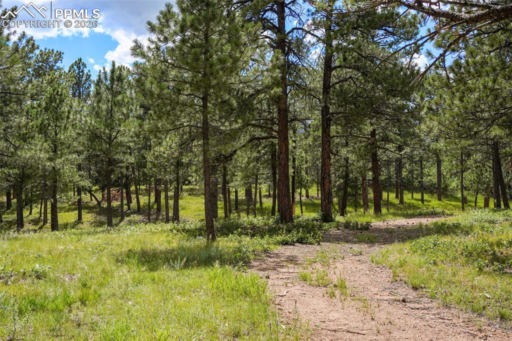 325 Pine Oaks Road Colorado Springs, CO 80926 - Photo 4 of 16 a big yard with lots of green space and trees