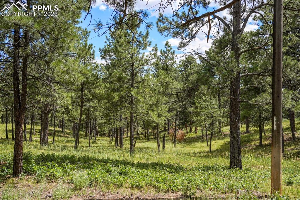 325 Pine Oaks Road Colorado Springs, CO 80926 - Photo 6 of 16 a big yard with lots of green space and trees