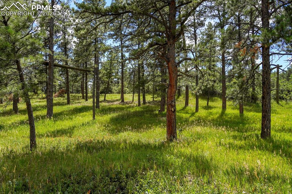 325 Pine Oaks Road Colorado Springs, CO 80926 - Photo 7 of 16 a view of yard with trees