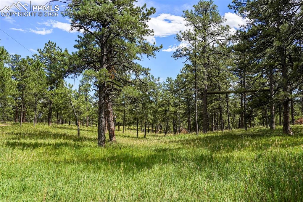 325 Pine Oaks Road Colorado Springs, CO 80926 - Photo 8 of 16 a view of outdoor space with green field and trees