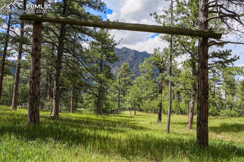 325 Pine Oaks Road Colorado Springs, CO 80926 - Photo 9 of 16 a view of a yard with a tree