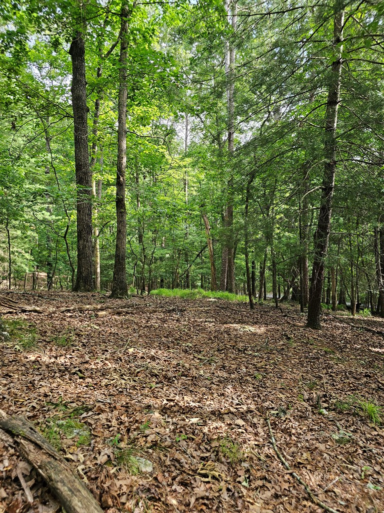 175 Misty Hollow Road Ellijay, GA 30536 - Photo 16 of 24 Gallery Image 16