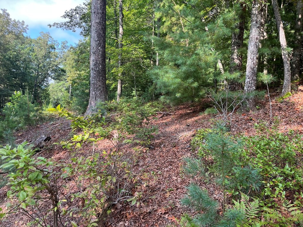 Tbd Robin Road Murphy, NC 28906 - Photo 14 of 17 Gallery Image 14