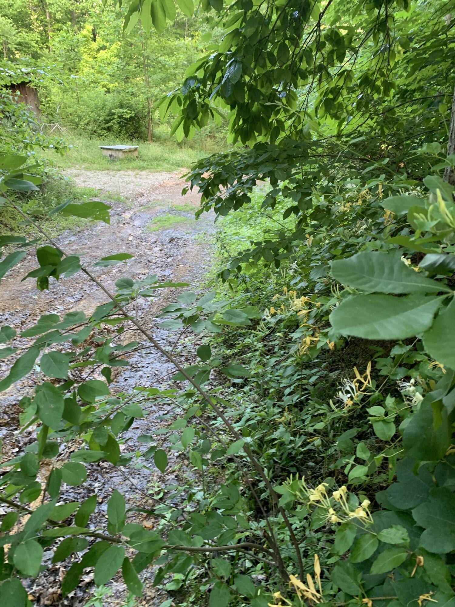 517 Camp Branch Road Hazel Green, KY 41332 - Photo 25 of 32 IMG_8761