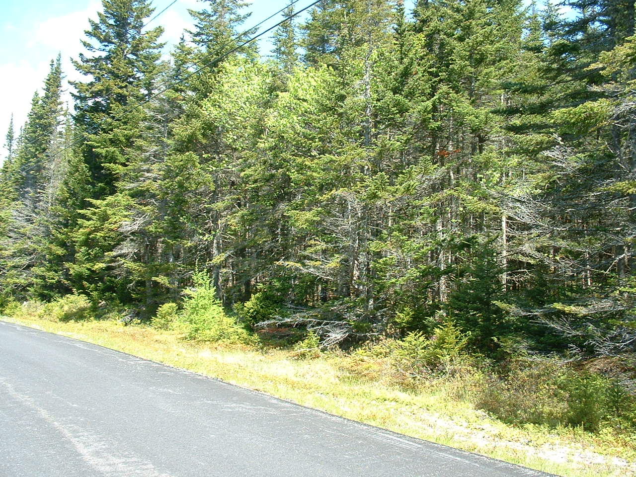Lot 39 Yoho Head Road Machiasport, ME 04655 - Photo 1 of 15 View of Lot & Road Frontage