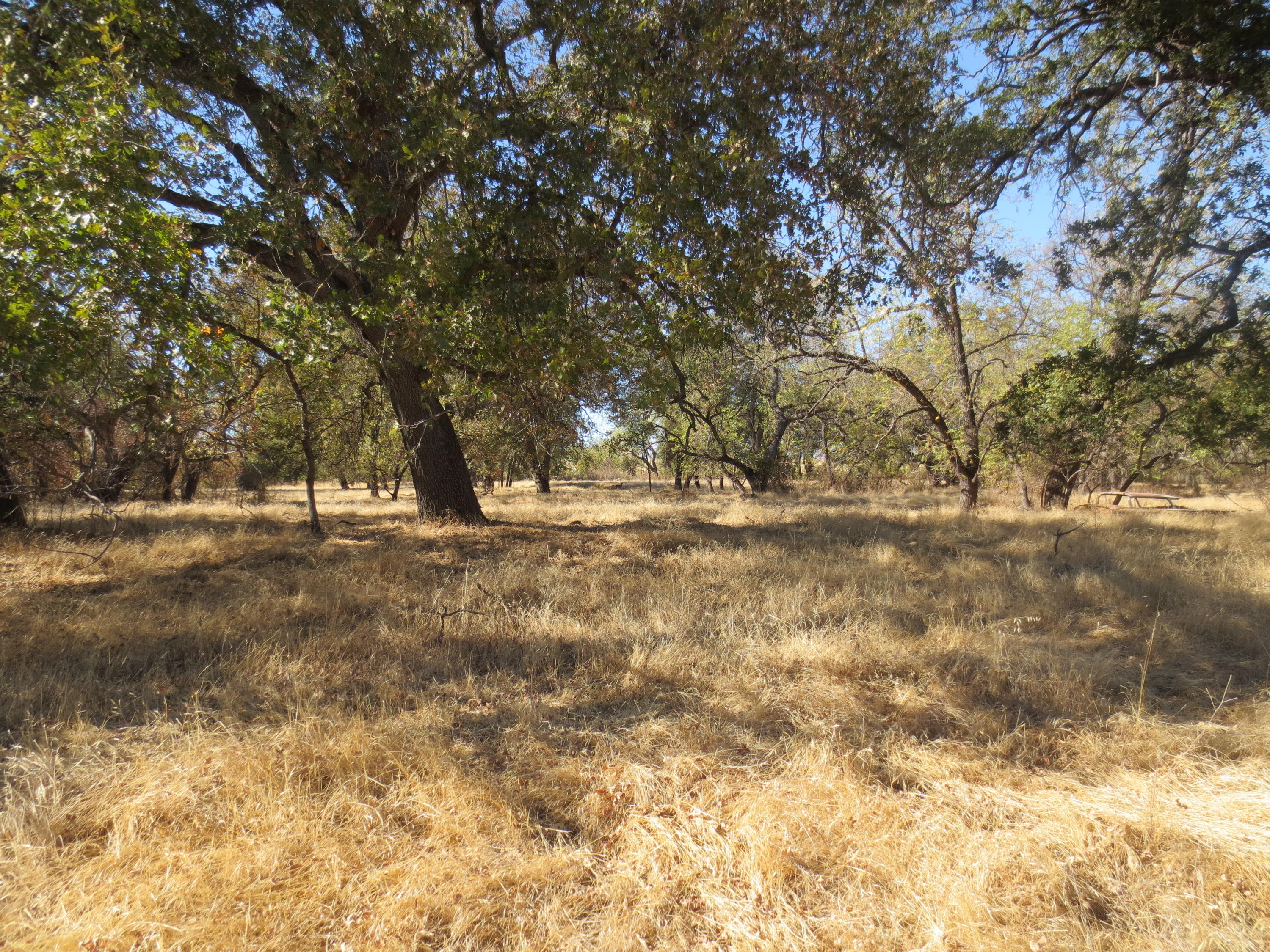 Paskenta Road Corning, CA 96021 - Photo 7 of 17 a view of outdoor space with trees