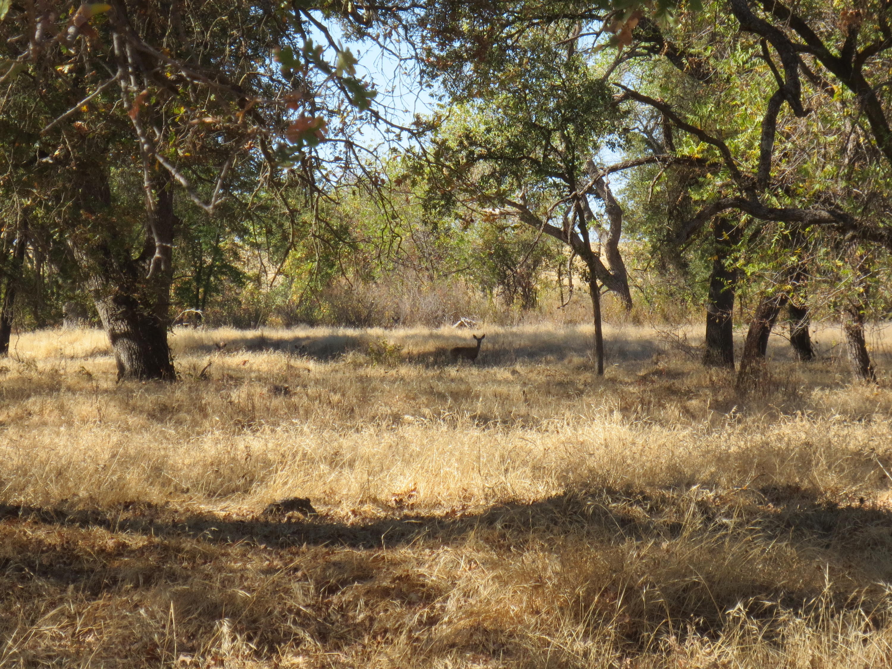 Paskenta Road Corning, CA 96021 - Photo 8 of 17 a view of a yard with a tree