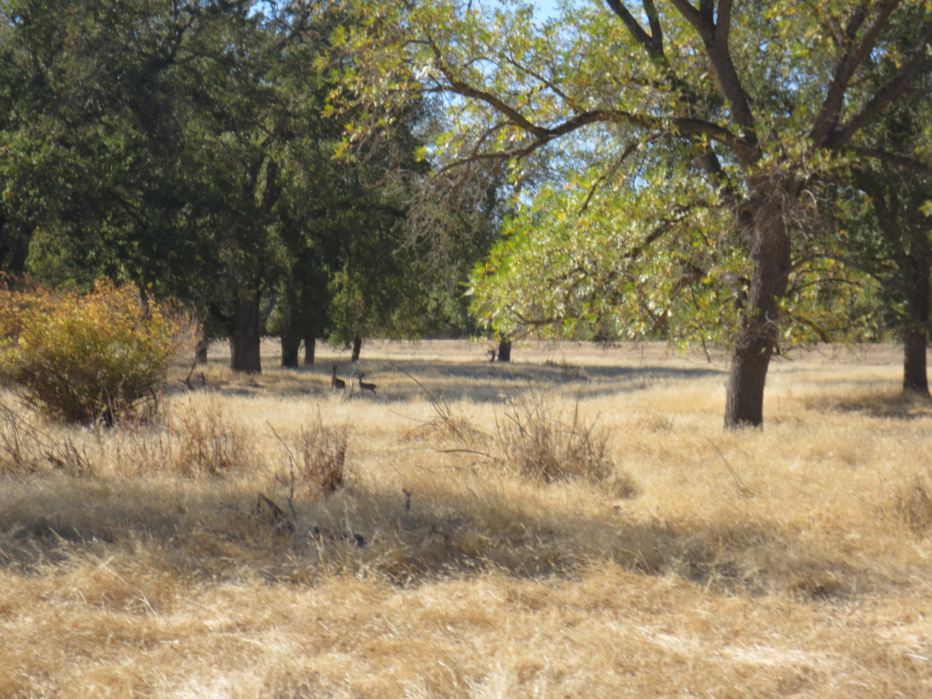 Paskenta Road Corning, CA 96021 - Photo 9 of 17 a view of yard with trees