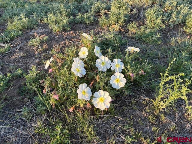 406 Canyon Road Antonito, CO 81120 - Photo 13 of 16 a view of a tree in a garden