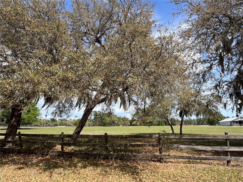 Winterwillow Lane Eustis, FL 32736 - Photo 16 of 28 a view of a yard with large trees