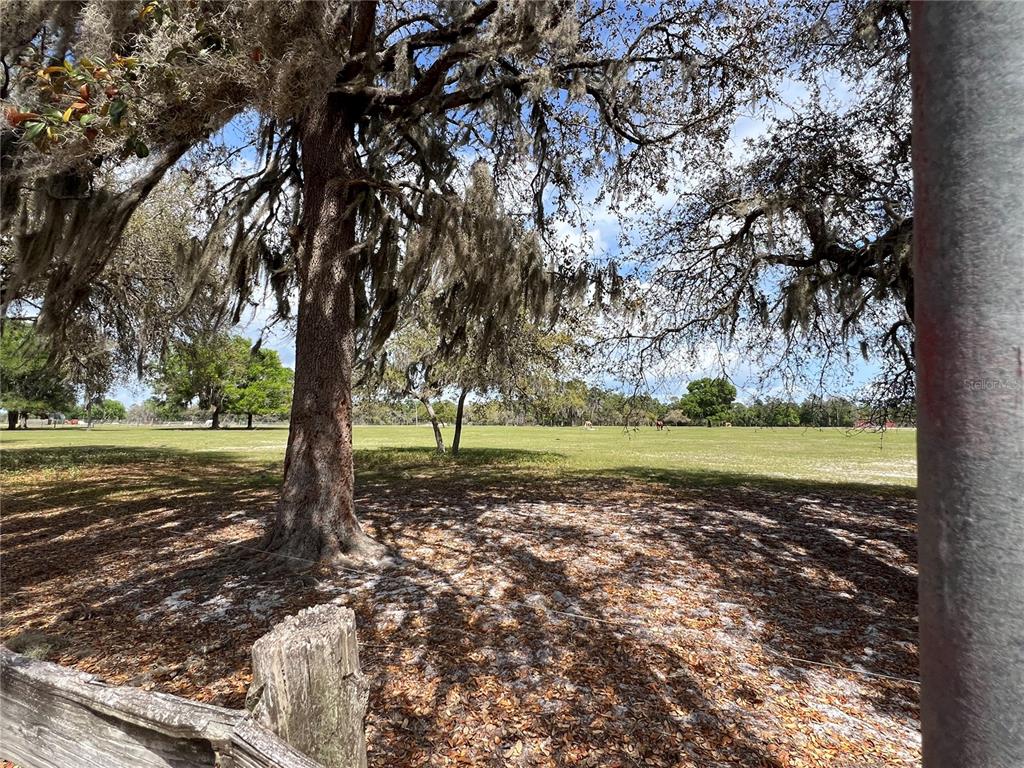 Winterwillow Lane Eustis, FL 32736 - Photo 22 of 28 a view of a tree with a yard