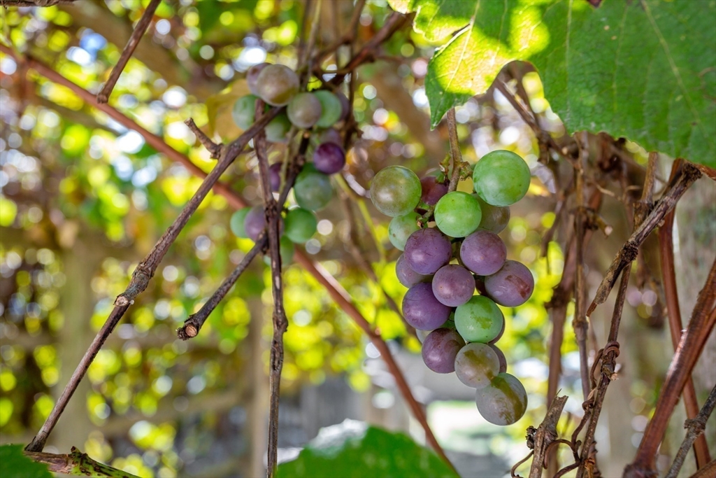 426 Old Post Road Barnstable, MA 02635 - Photo 25 of 27 a view of flowers