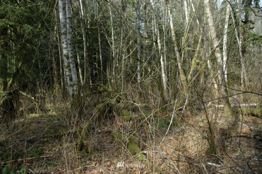 2518 Mosquito Lake Road Deming, WA 98244 - Photo 10 of 19 Gallery Image 10