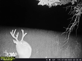 6019 New London Road Ashtabula, OH 44004 - Photo 39 of 47 Widllife - deer spotted on property.