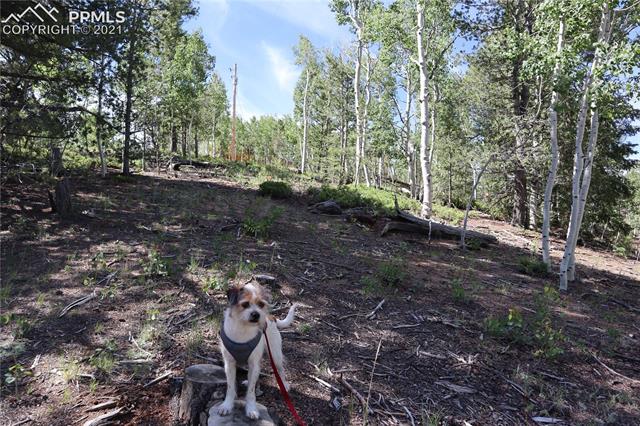 917 Princess Road Cripple Creek, CO 80813 - Photo 6 of 47 Gallery Image 6