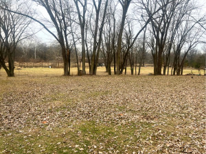 3669 East 25th Road Sheridan, IL 60551 - Photo 7 of 7 a big yard with trees
