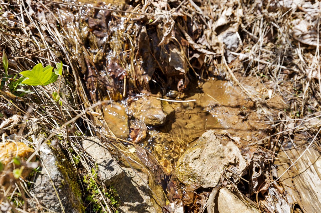 65 Caldwell Mountain Road Suches, GA 30572 - Photo 38 of 38 a picture of a tree